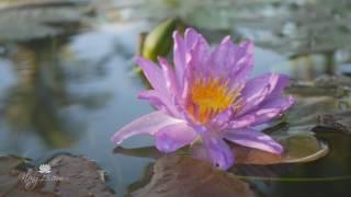 Nymphaea ‘Turtle Island Violicious’ Exclusive HXT™ Hardy Water Lily