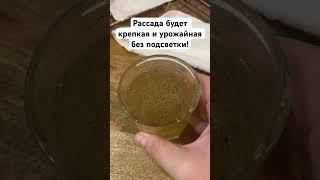 Рассада будет крепкая и урожайная без подсветки! #дача #сад #огород #рассада