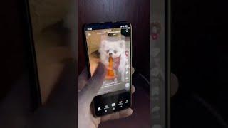 Dog like Tik tok | Собака любитель тик тока #tiktok #tiktokvideo #tik