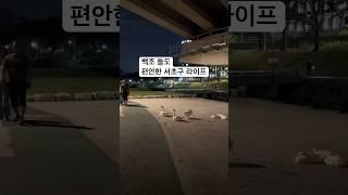 오피스텔투자 어디에해야할까? 백조들도 편안한 강남라이프 #부동산투자 #부동산 #apartment #seoullife #seoultravel