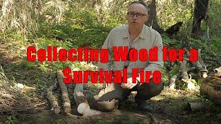 Collecting Wood for a Survival Fire