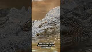 Don’t be fooled by ‘Crocodile Tears' #shorts