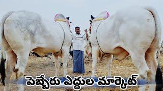 Ongole Cattles Market In Wanaparthy-Telangana Cattle Market-Pebbair Ox Market-Pebbair Santha Today