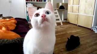 кот говорит на неизвестном вселенной языке наоборот l cat speaks an unknown language reverse