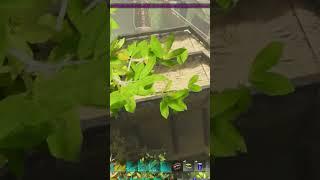 ARK SURVIVAL ASCENDED #short - THE BATTLE BRONTO MOBILE BASE!! #arksurvivalascended #gaming