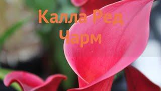 Калла обыкновенная Ред Чарм (calla red charm)  Ред Чарм обзор: как сажать, луковицы каллы Ред Чарм