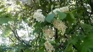 С. А. Есенин. Черёмуха. Читает Ридель Алиса.