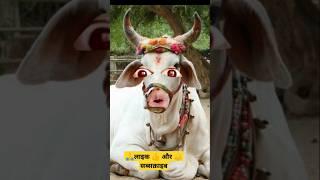 Cow video gay  Pani Lao re