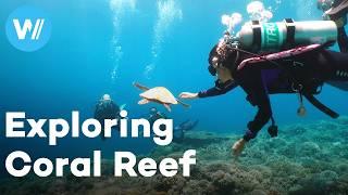 Exploring Tubbataha park, one of the world's best preserved coral reefs, with Prince Albert II