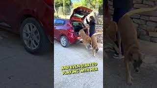 Dog’s Reaction of Getting Adopted is So Wholesome! ️