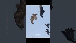 Juvenile Red-tailed Hawk fending off a  gang of Ravens. #redtailedhawk #hawk #raven #ravens