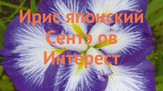 Ирис японский Сентэ ов Интерест (iris)  обзор: как сажать, саженцы ириса Сентэ ов Интерест