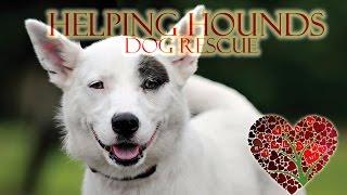 Helping Hounds | Our Stories