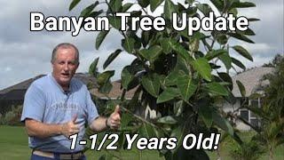 Banyan Tree Update - 1.5 yrs old!