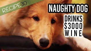 Naughty Dog Whiskey Drinks Expensive Wine - Watch What Happens