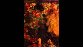 Australian eastern banjo frogs