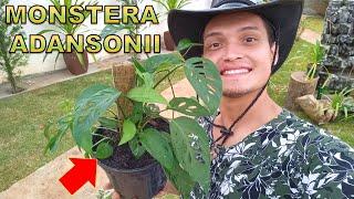 MONSTERA ADANSONII - Tudo SOBRE essa PLANTA (como cuidar, adubar e propagar)