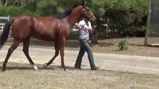 Australian Thoroughbred Bloodstock - Racehorse Shares & Syndications