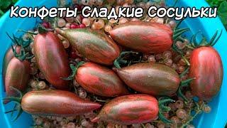 Один из самых вкусных томатов черри! Конфеты Сладкие Сосульки