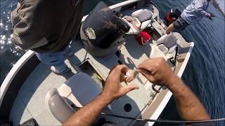 Big Yellow Perch, Ice and Dropshot by Canadian Perch Wizzards