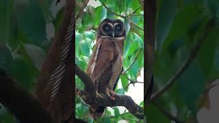 Let’s get lost in such Owlsome eyes Brown Wood Owl filmed at Sattal, Uttarakhand. #nature #owl