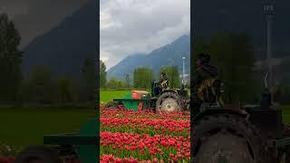 Destroying Tulips! British Columbia, Canada