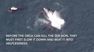 Orca Vs Huge Sea Lion on the Drone!