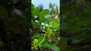 My own garden 🪴 #shortsvideo #garden #leaves