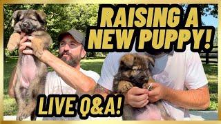 Raising A NEW PUPPY + LIVE Q&A!