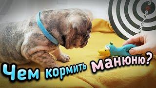 Как и чем кормить маленького щенка? Мокрый нос