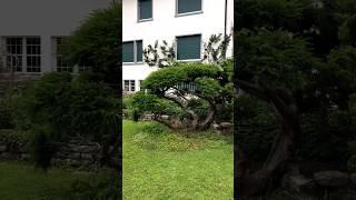 Update On +75 year old garden bonsai (Niwaki) #niwaki #gardening #nature