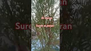 sureh al imran#al Quran#islamic short#wwzifa#dua#mahum sheikh #