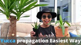 Yucca plant propagation - The easiest way | How to propagate yucca plant | Repotting a young Yucca.