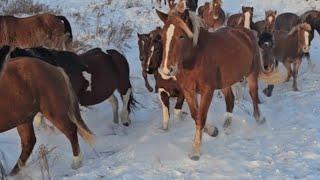 Жеребчики палторашки как селёдка в расколе. Пегий Жеребец Зайсан отбил косяк. Табунное коневодство.