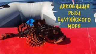 Диковинная рыба Балтийского моря