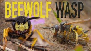 Beewolf wasp attacking bees