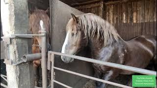 Жеребец Малыш дождался. | Кобыла Тумбочка не принимает жеребёнка.