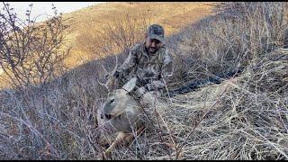 Охота на Сибирскую косулю. Каракастек, Алматинская область, 2020. Siberian roe deer hunting, Almaty.