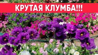 Август. Как сохранился цветник "Грузовичок" Эустомы, петунии, львиный зев