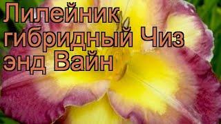 Лилейник гибридный Чиз энд Вайн (hemerocallis)  обзор: как сажать, рассада лилейника Чиз энд Вайн