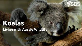 Koalas | Living with Aussie Wildlife | Learn English