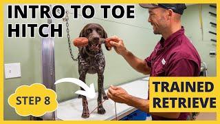 Formal Retrieving Work - Trained Retrieve - Step 8 - Introduction To The Toe Hitch