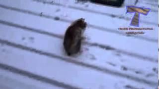 Funny dogs and cats playing in the snow   Funny animal compilation