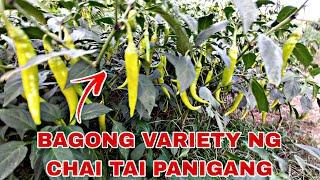 BAGONG VARIETY NG PANIGANG||SILING HABA||NAPAKATIBAY SA HANGIN