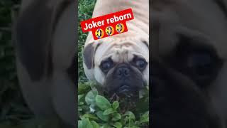 evil puppy , funny dogs (2021), funny puppies, funny cats, cute dog videos