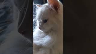 cute kitty KitKat #india #music #cat #cat #shorts