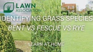 IDENTIFYING GRASS SPECIES | BENT vs FESCUE vs RYE | IS YOUR LAWN READY FOR SPRING | Lawn Association