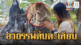 ต้องมีอะไรบางอย่าง? เครน 3 คันยกต้นตะเคียนไม่ได้ | ข่าวอรุณอมรินทร์ | 24/12/67