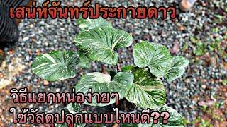 Ep.19 วิธีแยกหน่อและแนะนำวัสดุปลูกเสน่ห์จันทร์ประกายดาว(Homalomena Variegated)