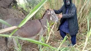 A boy playing with the donkey #animals